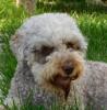 Xeny Polly von den BaBoTiTa´s