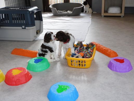 ein neues Körbchen mit Spielzeug