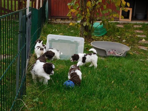 und schon haben sie die ersten Schritte gemacht