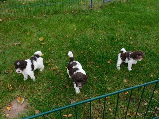 Schwänzchen alle schön oben