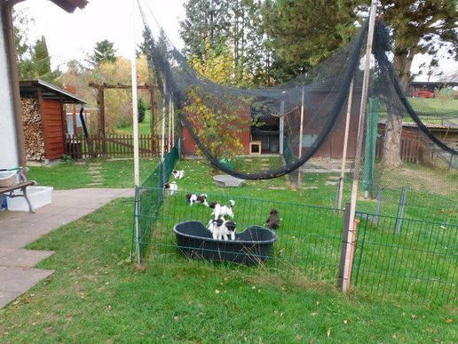 ein schöner großer Auslauf