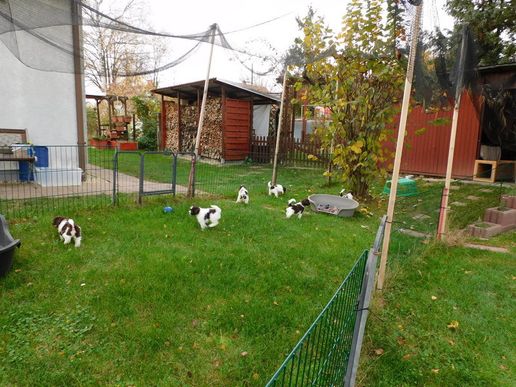 noch mit Schutznetz wegen der rotschwanz Milane