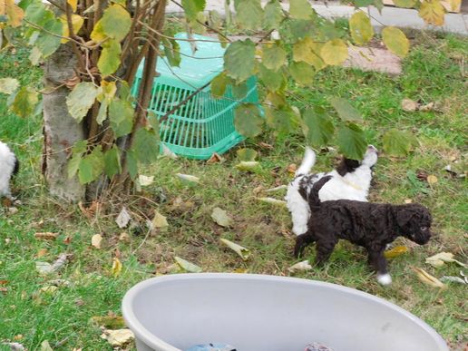 was sind denn das für komische Dinger am Baum