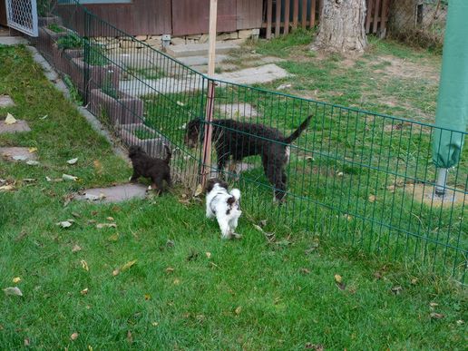 da ist ja auch Hazel